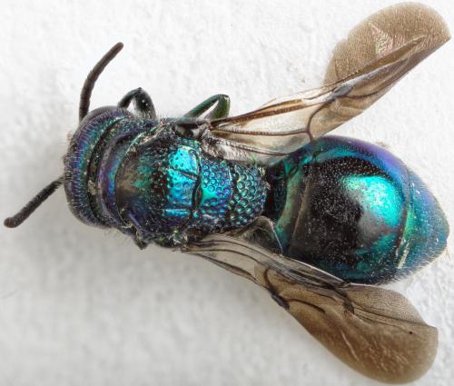 Omalus puncticollis